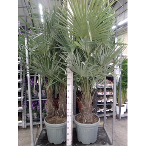 Trachycarpus fortunei