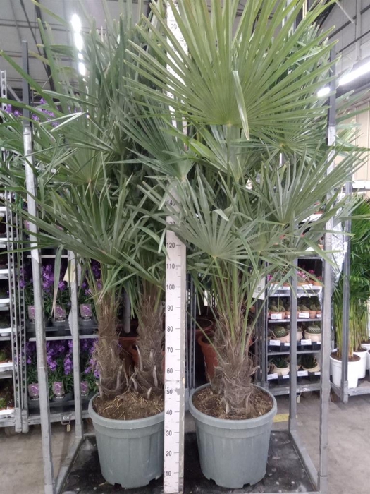 <h4>Trachycarpus fortunei</h4>