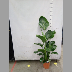 Strelitzia nicolai