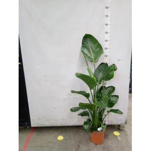 Strelitzia nicolai