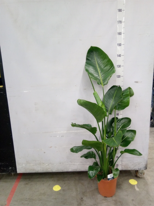 <h4>Strelitzia nicolai</h4>