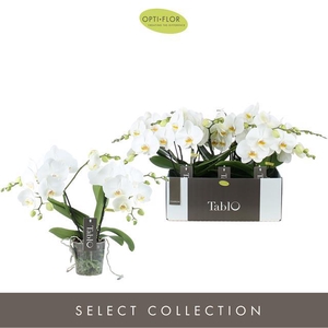 PHAL OPTI TABLO CHAMPAGNE 2 SPIKE