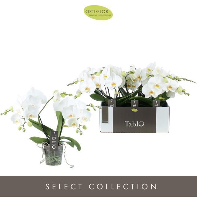 PHAL OPTI TABLO CHAMPAGNE 2 SPIKE