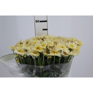 CRISANTEMO SOBERTY VANILA 080 CM CHAMPAGNE/CREME