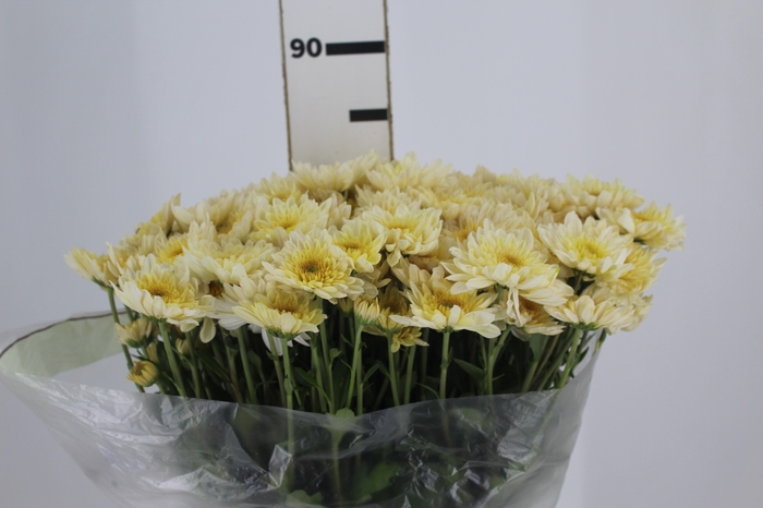 <h4>CRISANTEMO SOBERTY VANILA 080 CM CHAMPAGNE/CREME</h4>