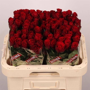 ROSA GR 'UPPER CLASS'