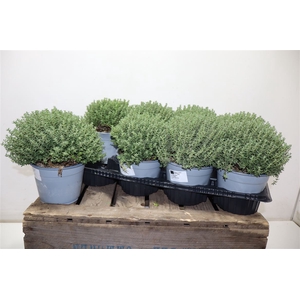 Thymus Vulgaris 14