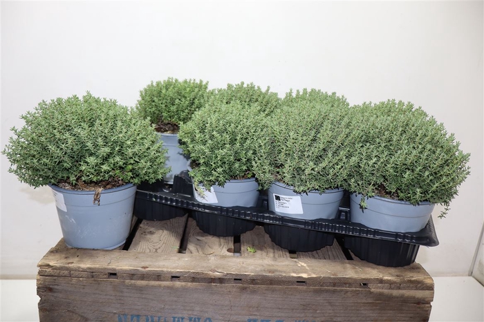 <h4>Thymus Vulgaris 14</h4>