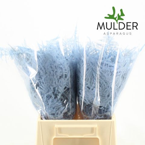 <h4>Snijgroen Light Blue 1e Veren</h4>