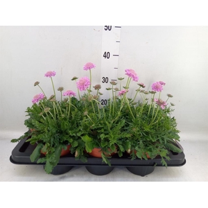Scabiosa columb. 'Pink Mist'