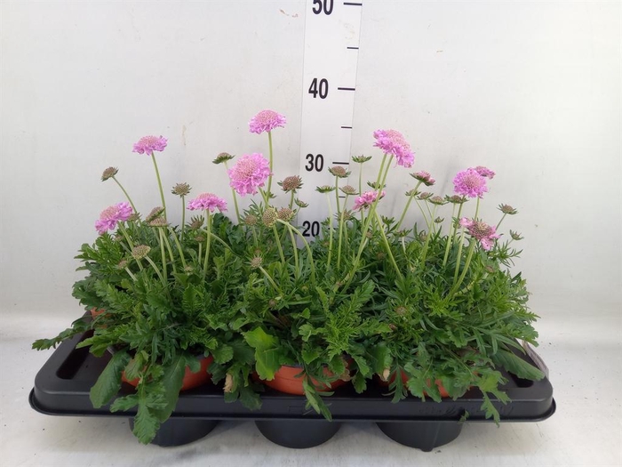 <h4>Scabiosa columb. 'Pink Mist'</h4>