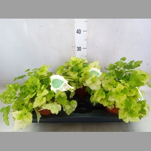 Tolmiea menziesii   ...variegated