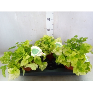 Tolmiea menziesii   ...variegated