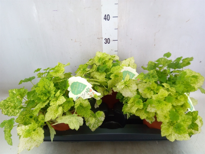 <h4>Tolmiea menziesii   ...variegated</h4>
