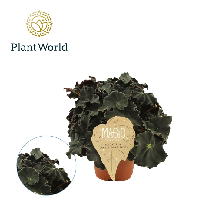 <h4>Begonia rex Dark Mambo</h4>
