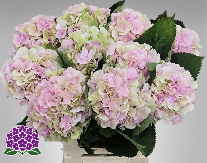 <h4>HYDR M CH VERENA CL</h4>
