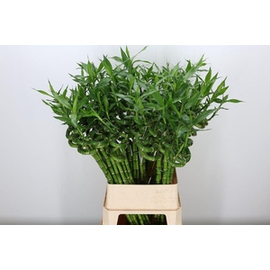 Drac Lucky Bamboo Straight