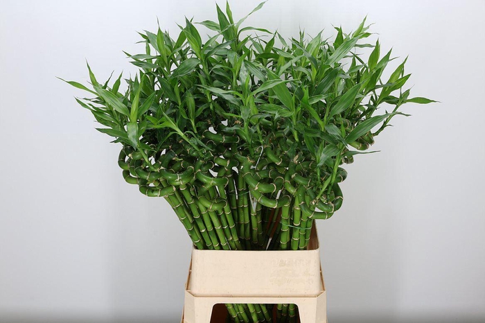 <h4>Drac Lucky Bamboo Straight</h4>