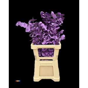 Cinerea Purple