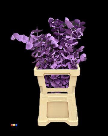 <h4>Cinerea Purple</h4>