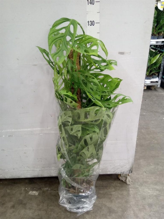 <h4>Monstera   ...</h4>