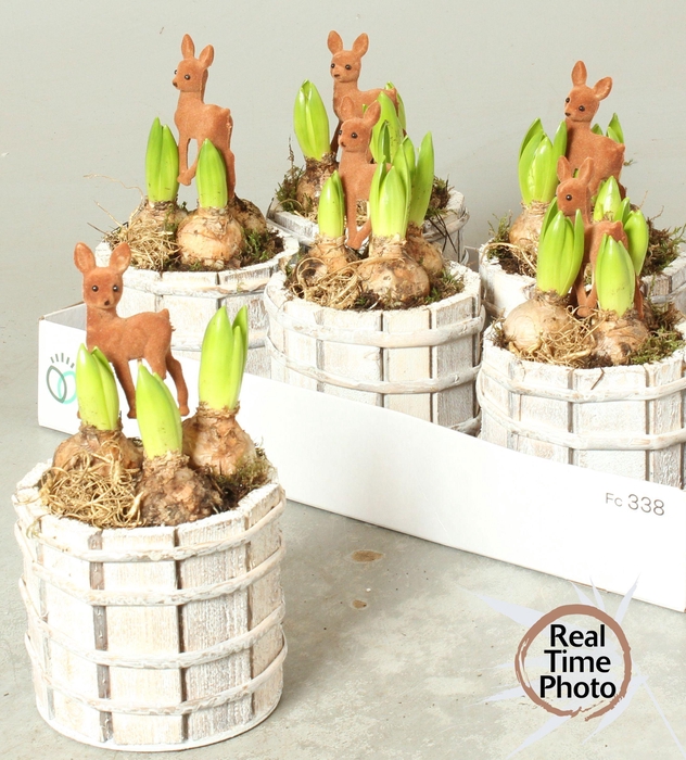 <h4>Arr Hyacinth</h4>