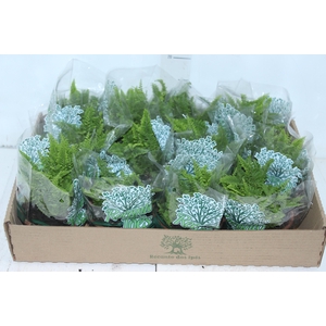 SAMAMBAIA HAVAIANA MINI C13