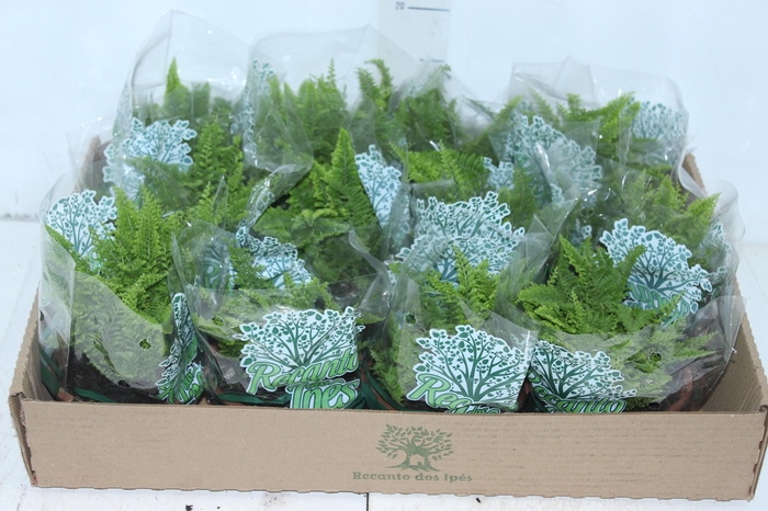 <h4>SAMAMBAIA HAVAIANA MINI C13</h4>