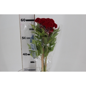 CELOSIA FIRE CHIEF 060 CM VERMELHO