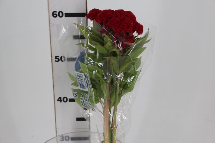<h4>CELOSIA FIRE CHIEF 060 CM VERMELHO</h4>