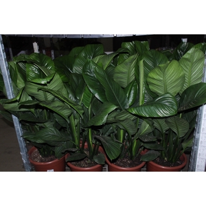 SPATH. SEM FLOR P30 SEM FLOR