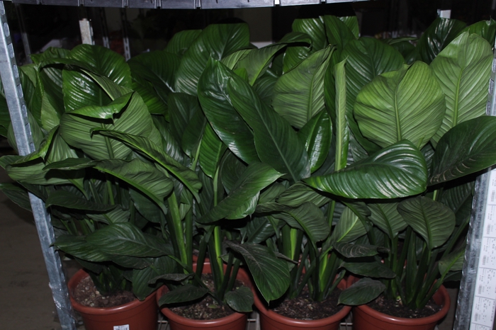 <h4>SPATH. SEM FLOR P30 SEM FLOR</h4>