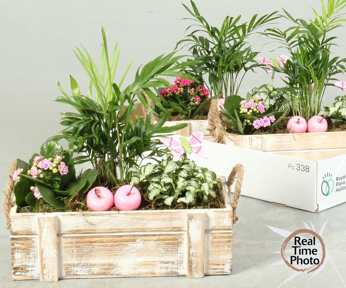 <h4>ARR KAMERPL</h4>