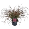 Pennisetum Fire Works