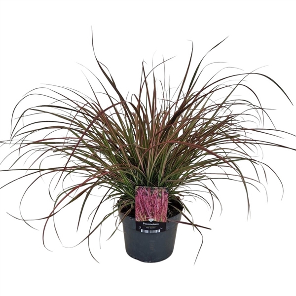 <h4>Pennisetum Fire Works</h4>