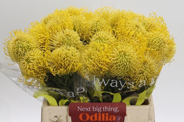 <h4>LEUCO CO HIGH GOLD</h4>