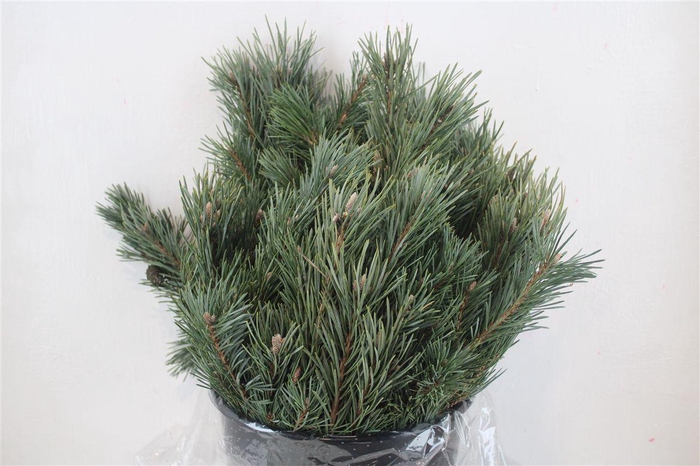 <h4>Pinus Mugo P Bunch</h4>