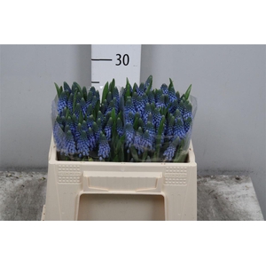 Muscari Carola