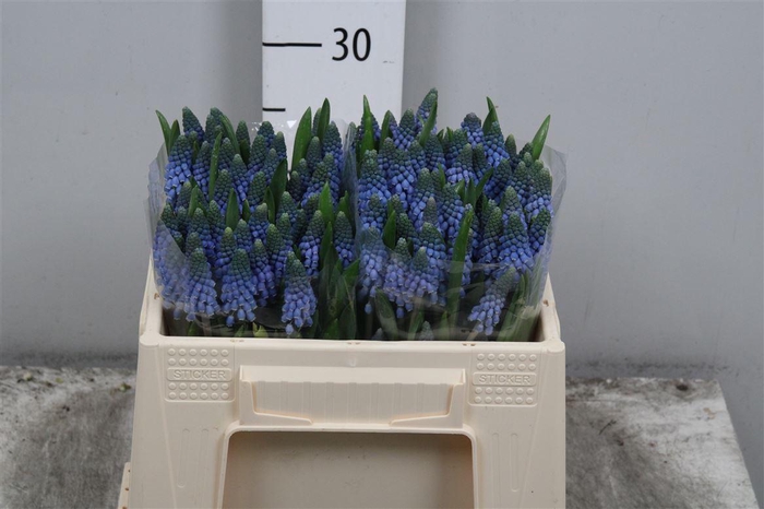 <h4>Muscari Carola</h4>