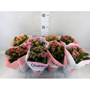 Kalanchoe blos.   ..rosebud mix GR