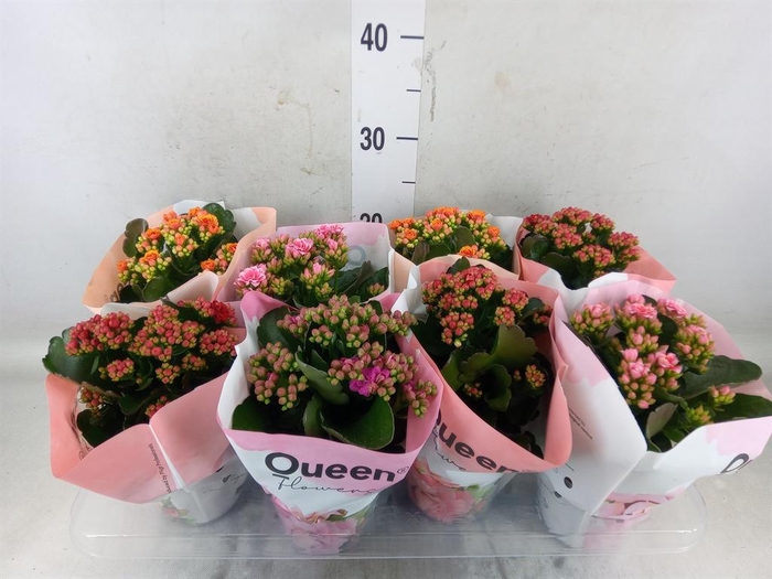 <h4>Kalanchoe blos.   ..rosebud mix GR</h4>