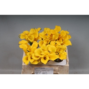 Zantedeschia sunny art