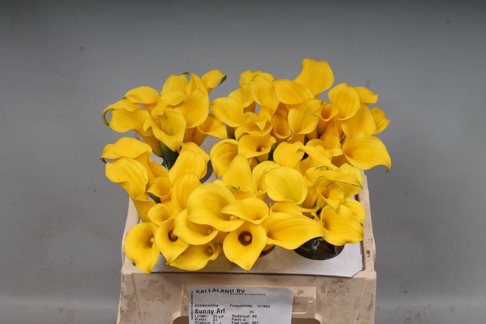 <h4>Zantedeschia sunny art</h4>