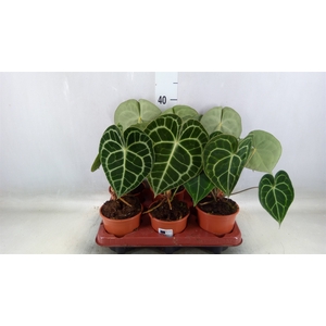 Anthurium clarinervium