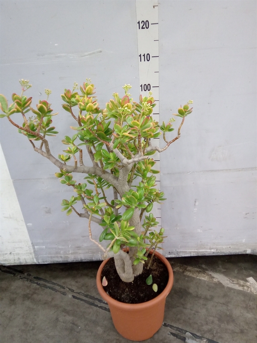 <h4>Crassula ovata 'Sunset'</h4>