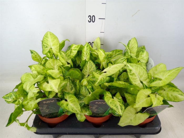 <h4>Syngonium  'Arrow'</h4>