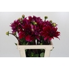 Dahlia Babylon Paars