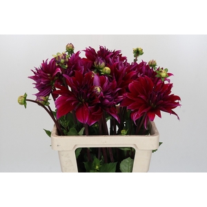 Dahlia Babylon Paars