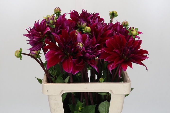 <h4>Dahlia Babylon Paars</h4>