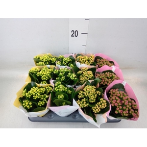 Kalanchoe blos.   ..rosebud mix  4